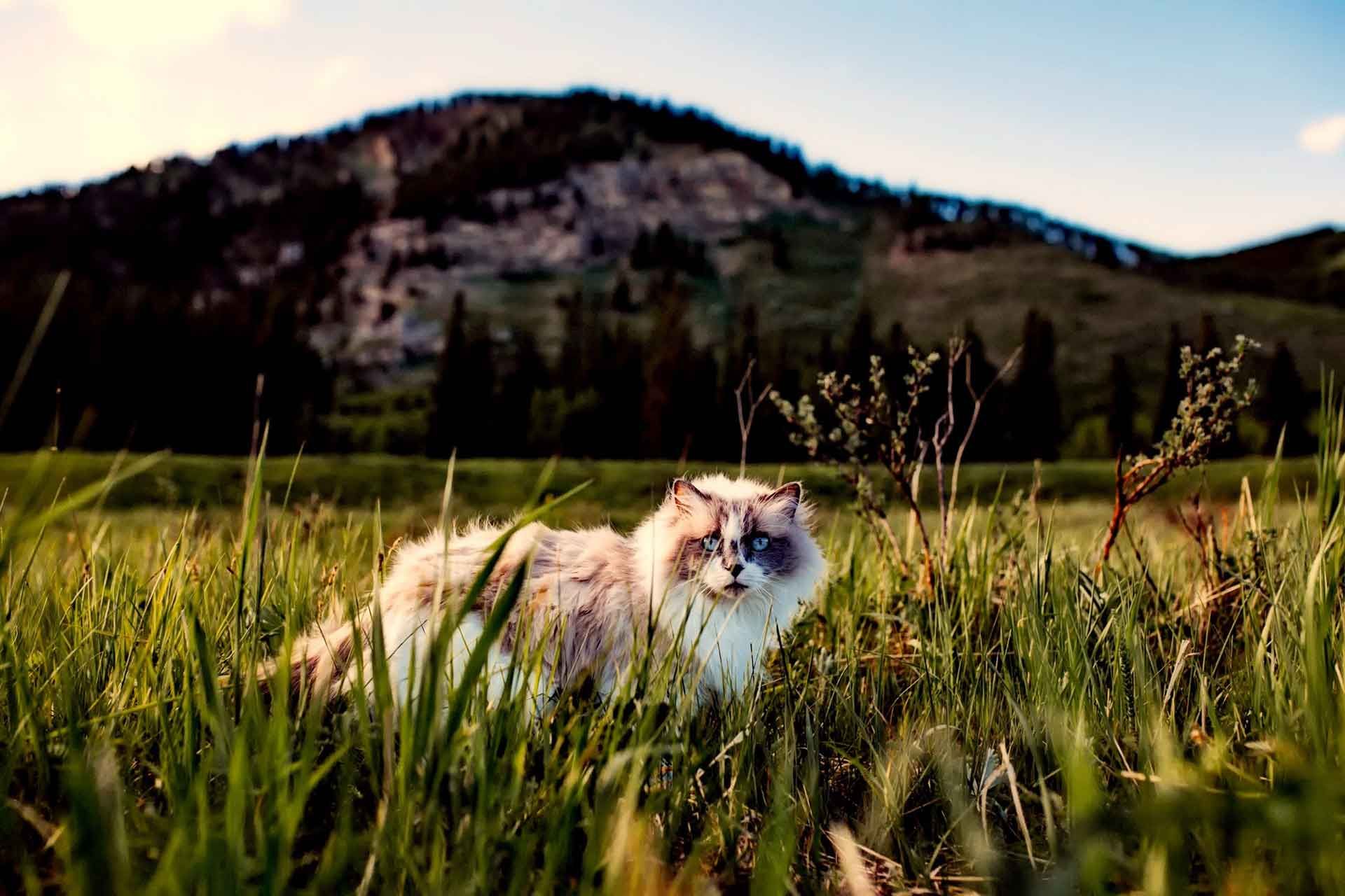 Gato en el campo